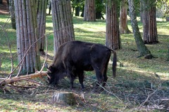 Killikus&reg; Fotographie